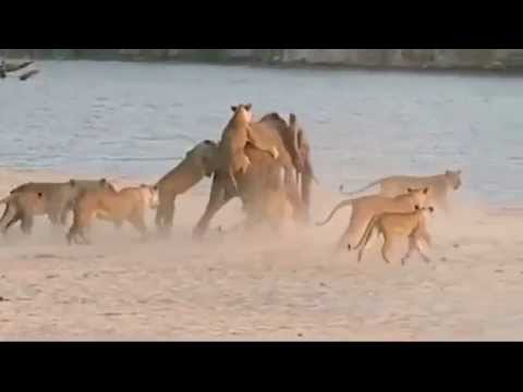 Никогда не сдавайся! Слонёнок против стаи львов.