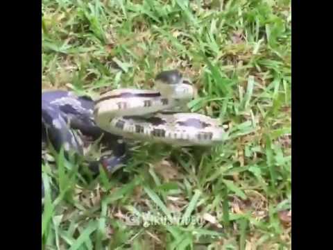 Все нормально, это Австралия, там змей не боятся