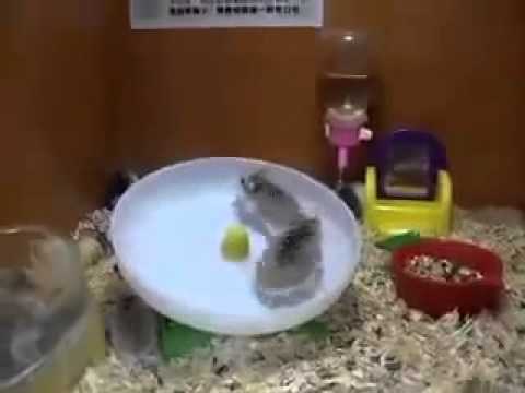 Two Hamsters and one Wheel Два хомяка и одно колесо
