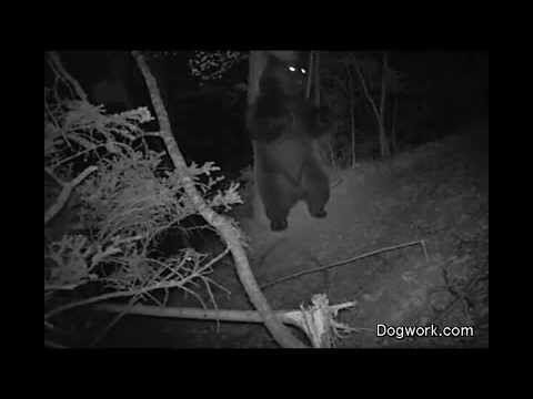 Медведь решил потанцевать