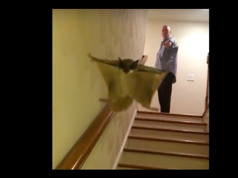 Slo-mo Stair Flight 3