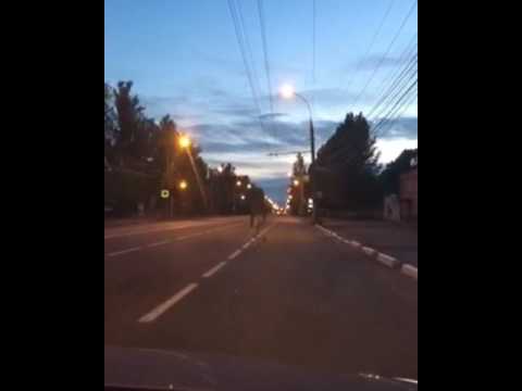 Лось на дороге