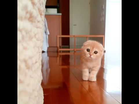 Бесшумный охотник.