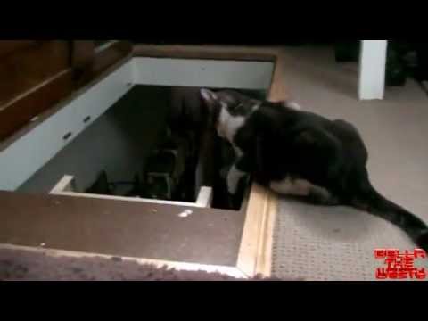 Коварный подлый кот!