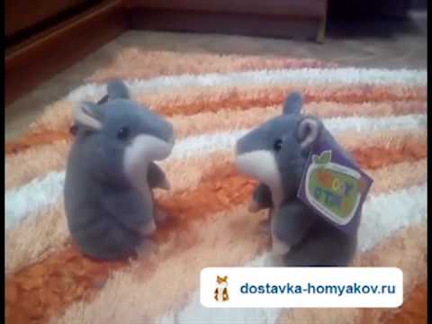 Говорящие хомяки ругаются между собой!