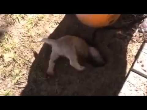 Главное копать