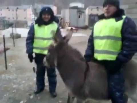 Осел похитил сотрудника ДПС :-D