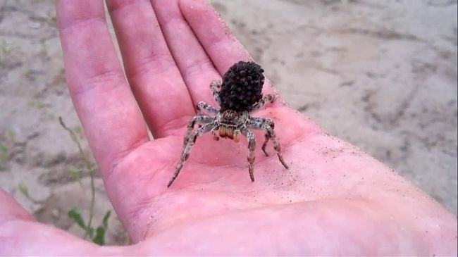 Что не так с этим чуваком, он держит мерзость на руке брррррэээээ..!