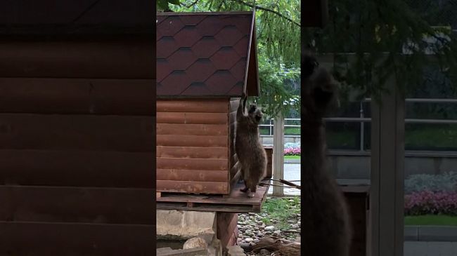 Енот - shape of you