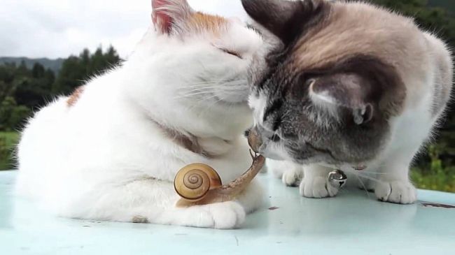 Two cats and snail