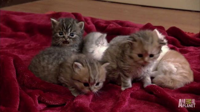 Видео, которое может остановить войны.